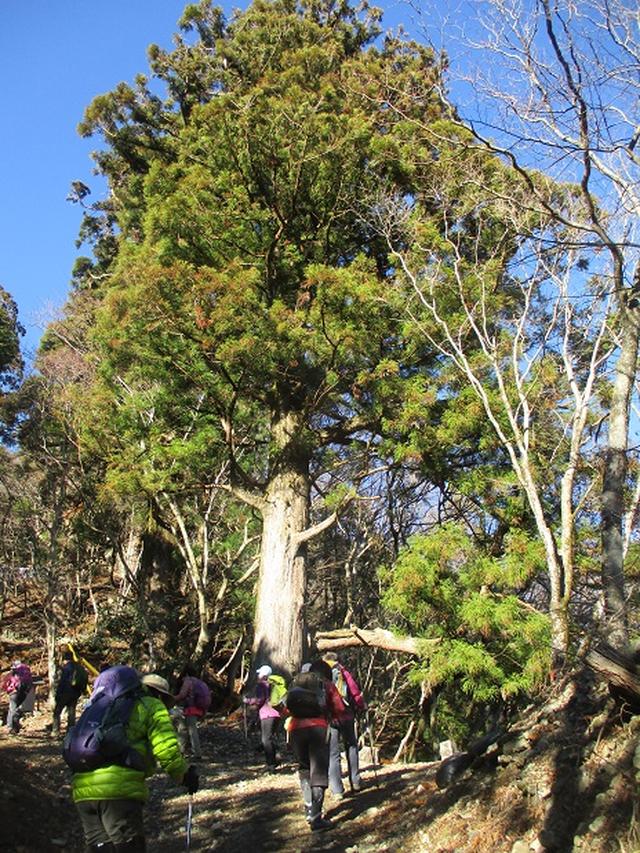 画像1: 12月17日に山旅会 「身延山」 ツアーにいってまいりました!