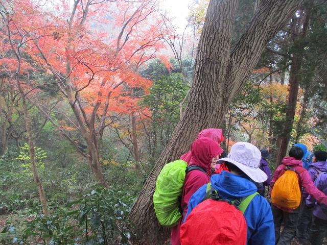 画像10: 先日12月22日に山旅会現地集合 「能見堂緑地から天園」 ツアーにいってまいりました!