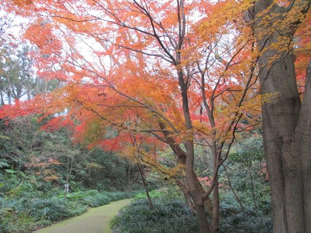 画像3: 先日12月22日に山旅会現地集合 「能見堂緑地から天園」 ツアーにいってまいりました!