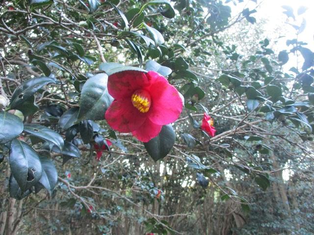 画像7: 1月の山旅会 「宮島弥山・秋吉台龍護峰・萩笠山」 の下見にいってまいりました!