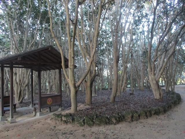 画像6: 1月の山旅会 「宮島弥山・秋吉台龍護峰・萩笠山」 の下見にいってまいりました!