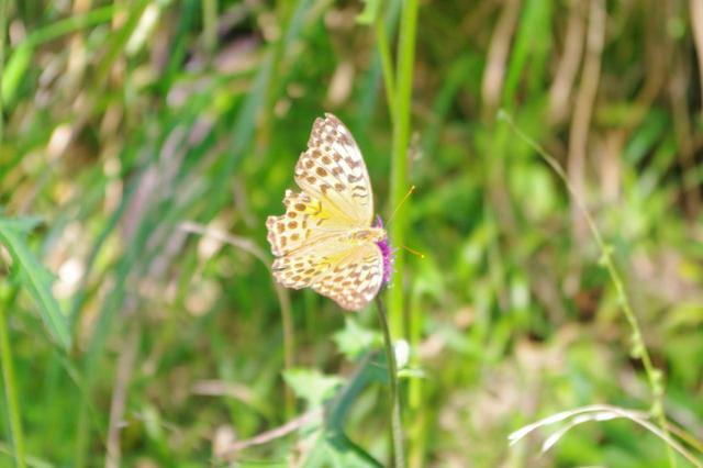 画像: 動植物たちの自然の中での命の営み・連鎖を間近で観察できました
