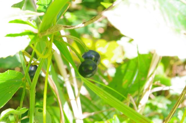 画像: 城山を歩く中で見つけた沢山のお花や植物の数々