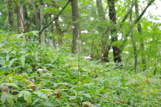 画像: 【可憐なレンゲショウマのお花】奇跡的!?に見つけた残り僅かなレンゲショウマのお花