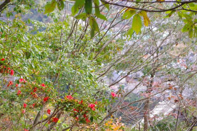 画像: 紅葉や緑の葉の中に、紅いお花が映えます