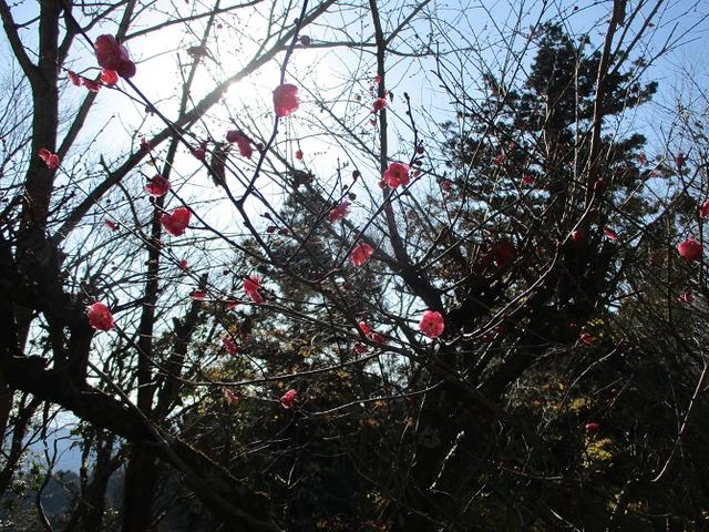 画像6: 先日12月21日に岡田ガイドのコースで 「高尾山」 へ行ってきました!