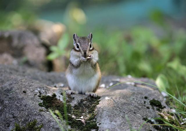 画像5: 2019年・オススメの山 ~動物編~