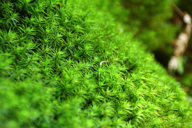 画像11: 2019年・オススメの山 ~花編~