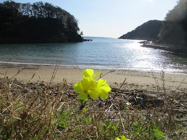 画像7: 12月27日に岡田ガイドのコースで山旅会ハイキング 「須崎遊歩道」 にいってまいりました!