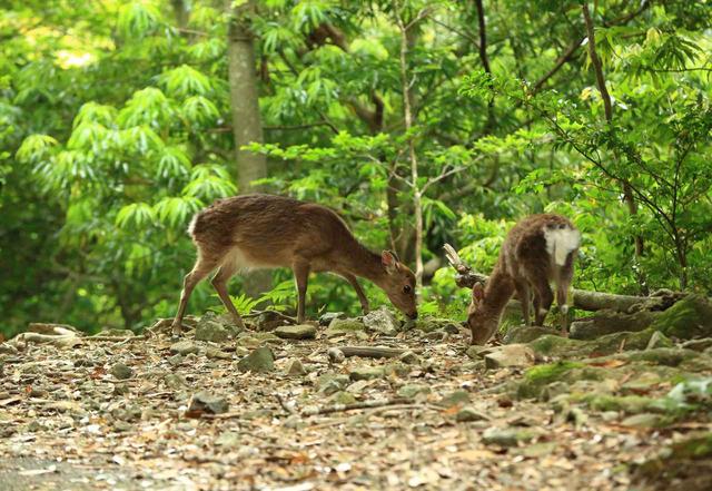 画像7: 2019年・オススメの山 ~動物編~