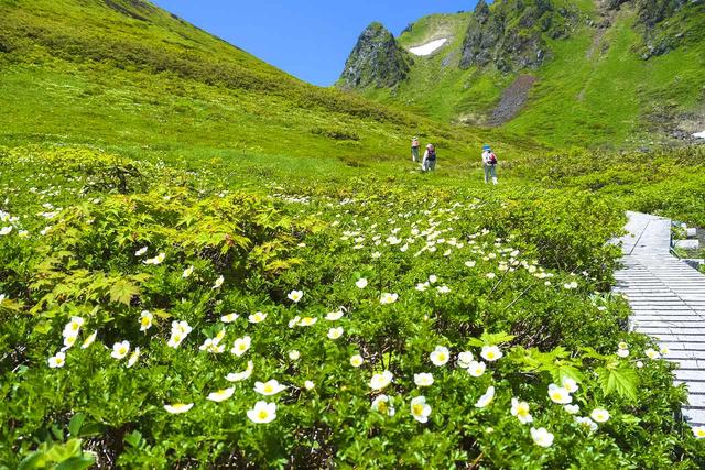 画像7: 2019年・オススメの山 ~花編~