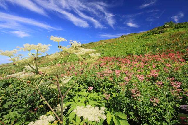 画像3: 2019年・オススメの山 ~花編~