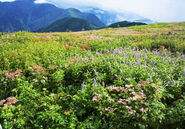 画像: 伊吹山