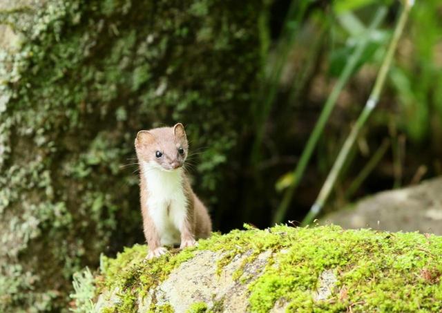 画像3: 2019年・オススメの山 ~動物編~