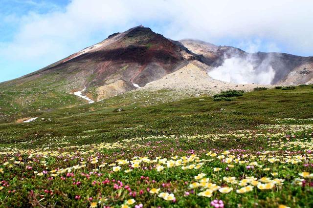 画像8: 2019年・オススメの山 ~花編~