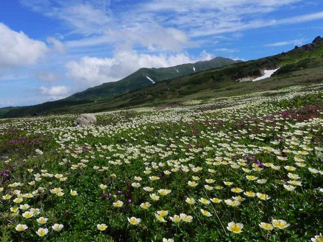 画像: 旭岳・裾合平のお花畑