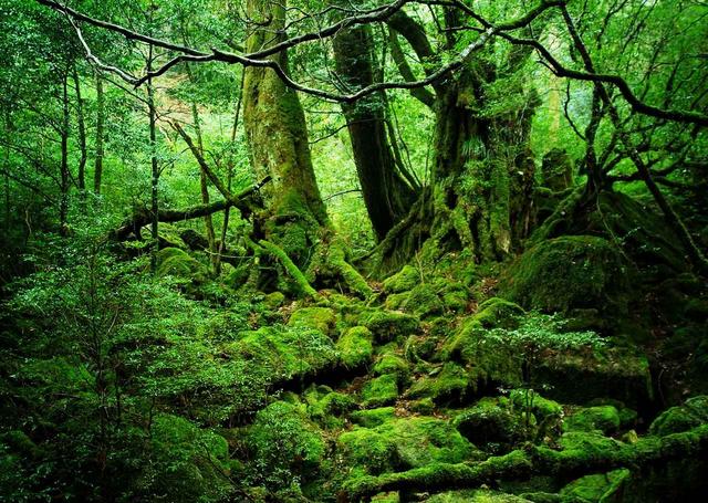 画像10: 2019年・オススメの山 ~花編~