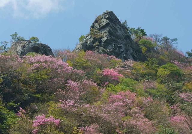 画像1: 2019年・オススメの山 ~花編~