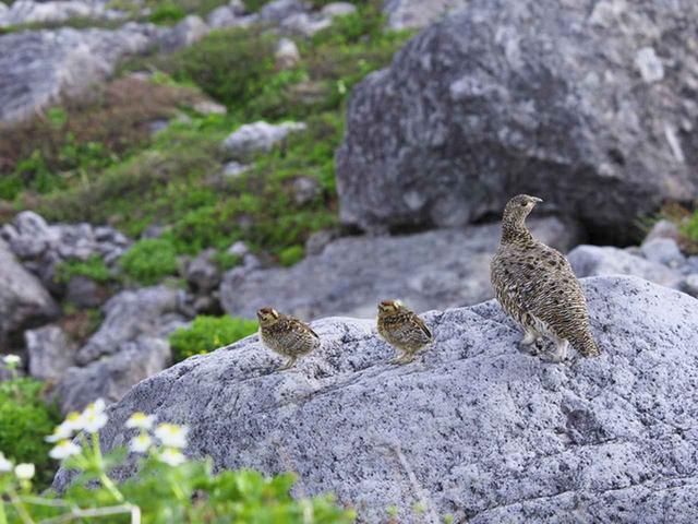 画像2: 2019年・オススメの山 ~動物編~