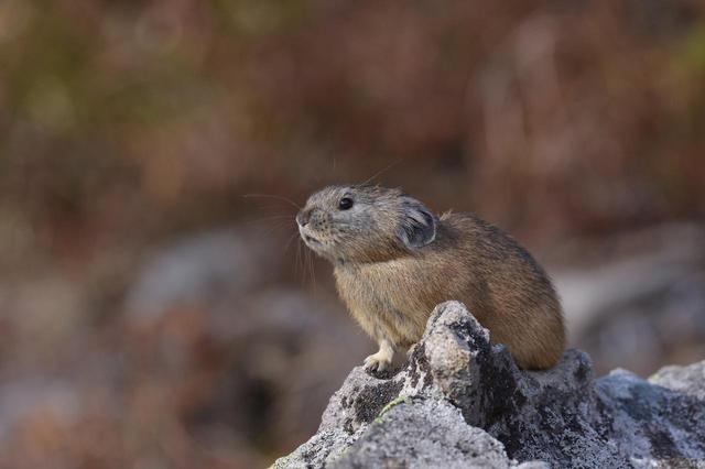 画像4: 2019年・オススメの山 ~動物編~