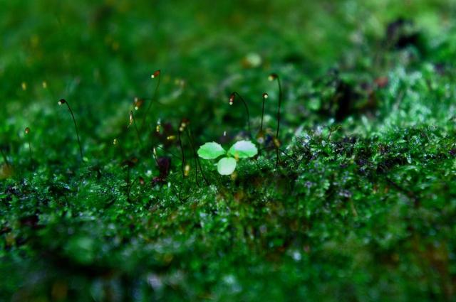 画像12: 2019年・オススメの山 ~花編~