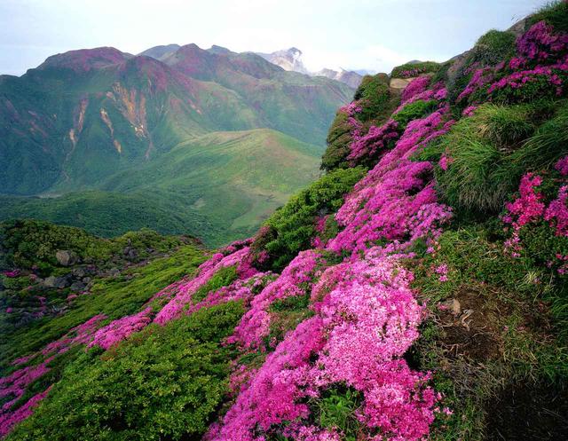 画像2: 2019年・オススメの山 ~花編~