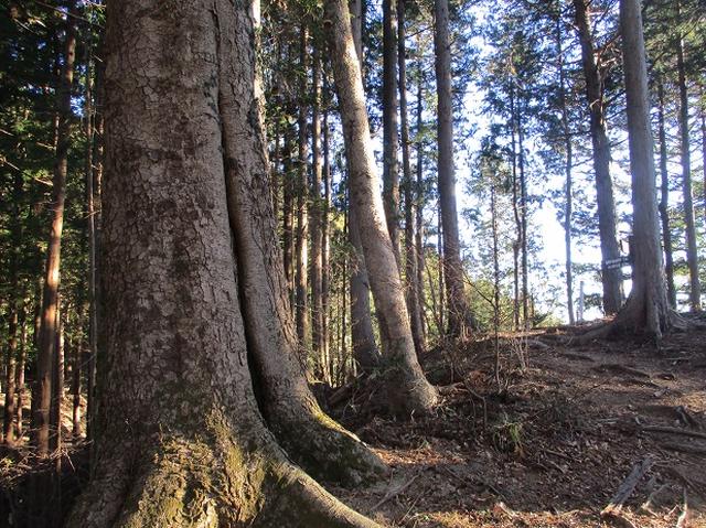 画像3: 1月の山旅会 「丹沢南山」 の下見にいってまいりました!