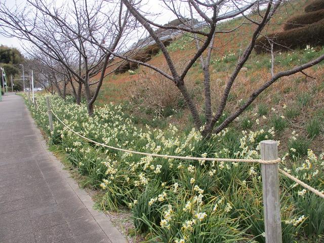 画像2: 1月の山旅会ハイキング 「とみやま水仙遊歩道と濃溝の滝」 の下見のご報告です!