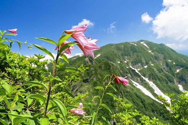 画像: ヒメサユリと浅草岳(イメージ※見ごろは例年6月下旬~7月上旬)