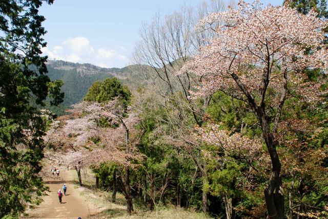 画像: 高尾山の桜(イメージ※見ごろは例年4月上旬~中旬)