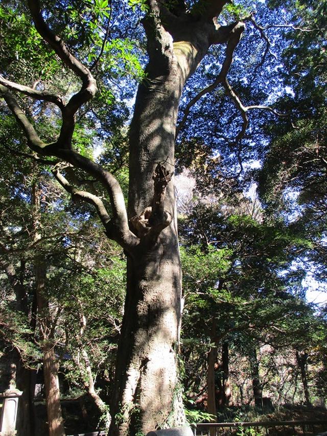 画像3: 1月の山旅会現地集合 「鷹取山から浜見台」 ツアーの下見にいってまいりました!