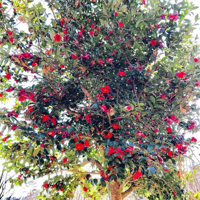 画像: 椿。紅が映えます。