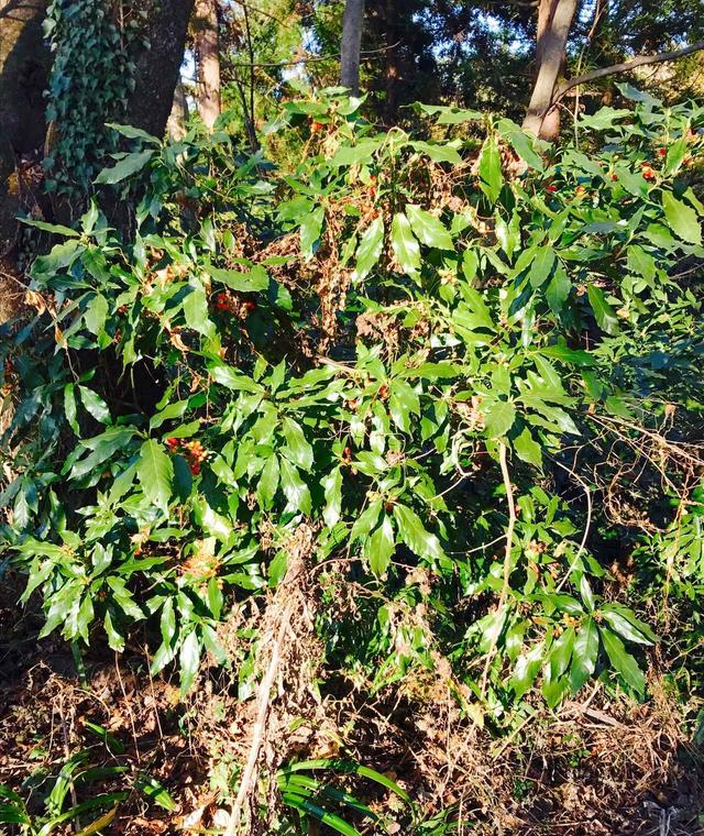 画像: 無事、城山山頂に到着!ところが念願の「なめこ汁」は・・・