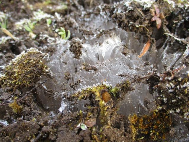 画像1: 新年1本目は房総の 「とみやま水仙遊歩道」 へ1月15日に 行って来ました♪
