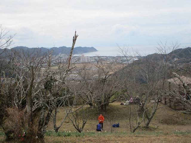画像12: 新年1本目は房総の 「とみやま水仙遊歩道」 へ1月15日に 行って来ました♪