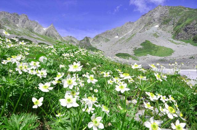 画像: 北アルプス・涸沢カールのお花畑 穂高連峰に抱かれた、アルプスならではの絶景です。