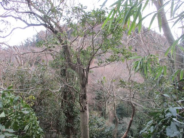 画像8: 【山旅会・登山ガイドこだわりツアー】添乗員からの便り・阿部倉山から二子山ツアーの下見にいってまいりました!
