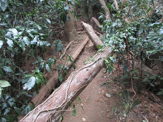 画像6: 【山旅会・登山ガイドこだわりツアー】添乗員からの便り・阿部倉山から二子山ツアーの下見にいってまいりました!