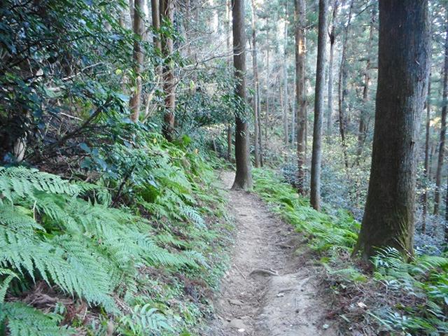 画像11: 【山旅会・登山ガイドこだわりツアー】添乗員からの便り・阿部倉山から二子山ツアーの下見にいってまいりました!