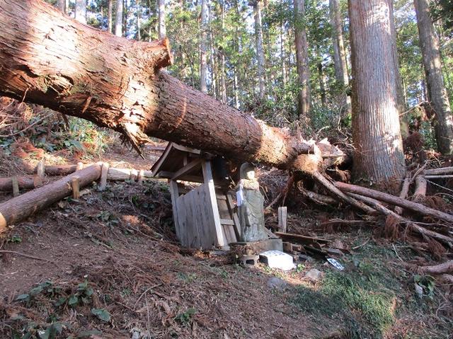 画像7: 【山旅会・登山ガイドこだわりツアー】岡田ガイドからの便り・千葉山ツアーの下見にいってまいりました!