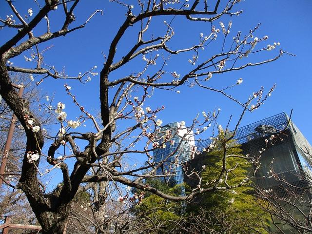 画像7: 【山旅会・登山ガイドこだわりツアー】岡田ガイドからの便り・都内の山ウォーキングの下見にいってまいりました!