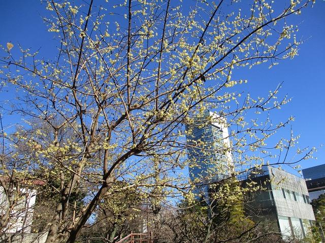 画像9: 【山旅会・登山ガイドこだわりツアー】岡田ガイドからの便り・都内の山ウォーキングの下見にいってまいりました!