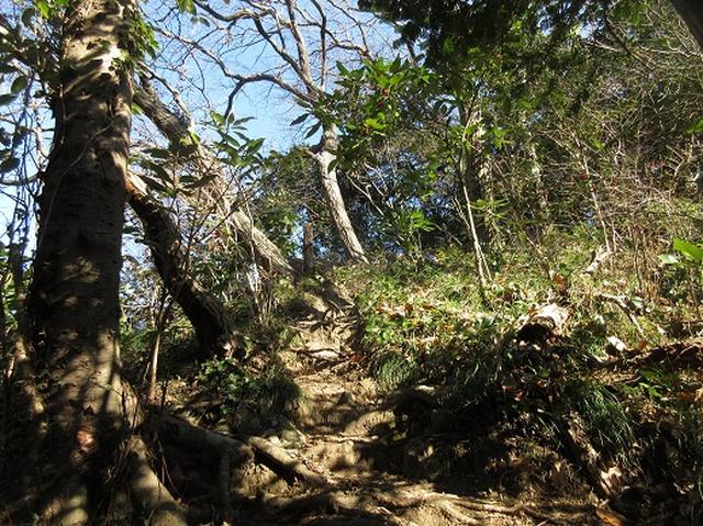 画像2: 【山旅会・登山ガイドこだわりツアー】岡田ガイドからの便り・三浦半島中尾根から乳頭山の下見にいってまいりました!