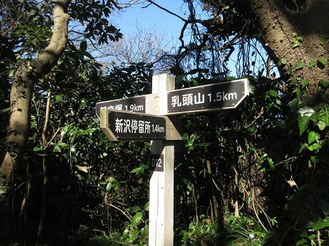 画像9: 【山旅会・登山ガイドこだわりツアー】岡田ガイドからの便り・三浦半島中尾根から乳頭山の下見にいってまいりました!