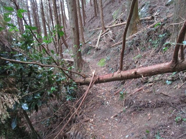 画像7: 【山旅会・登山ガイドこだわりツアー】岡田ガイドからの便り・石谷山(びく石)ツアーの下見にいってまいりました