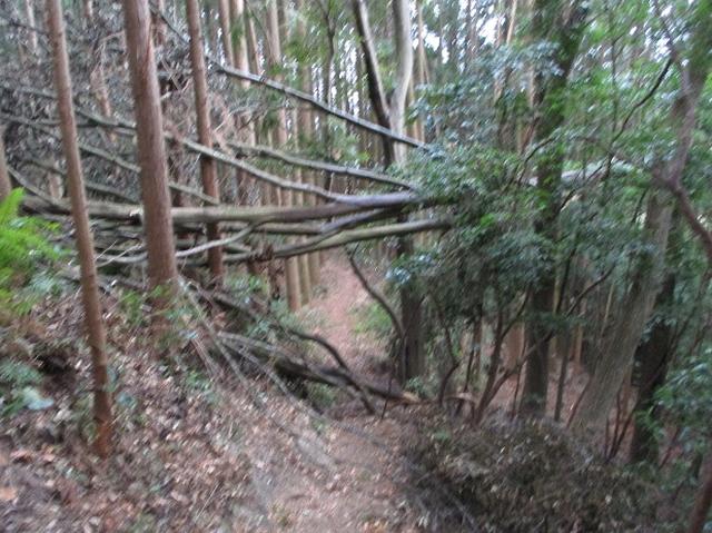 画像8: 【山旅会・登山ガイドこだわりツアー】岡田ガイドからの便り・石谷山(びく石)ツアーの下見にいってまいりました