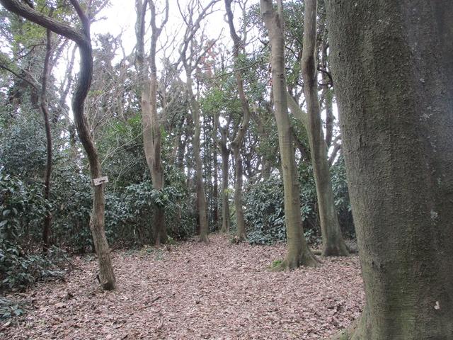 画像6: 2月2日、山旅会のツアーで 森戸川林道から二子山 にいってまいりました!