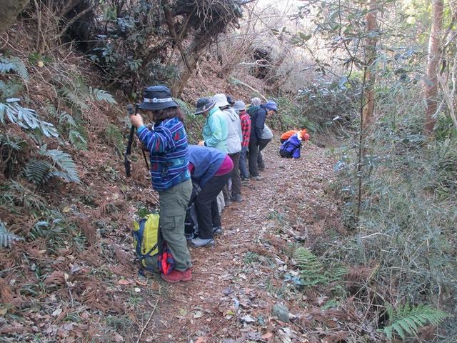 画像7: 2月2日、山旅会のツアーで 森戸川林道から二子山 にいってまいりました!
