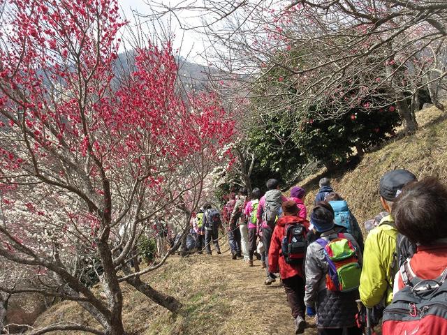 画像2: 山旅会ツアー3月までの催行状況のご報告です!