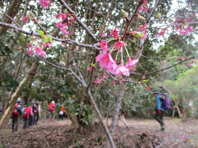 画像9: 新年山行で穂苅先生&岡田ガイドと千葉の 天神山と沖ノ島 へ♪